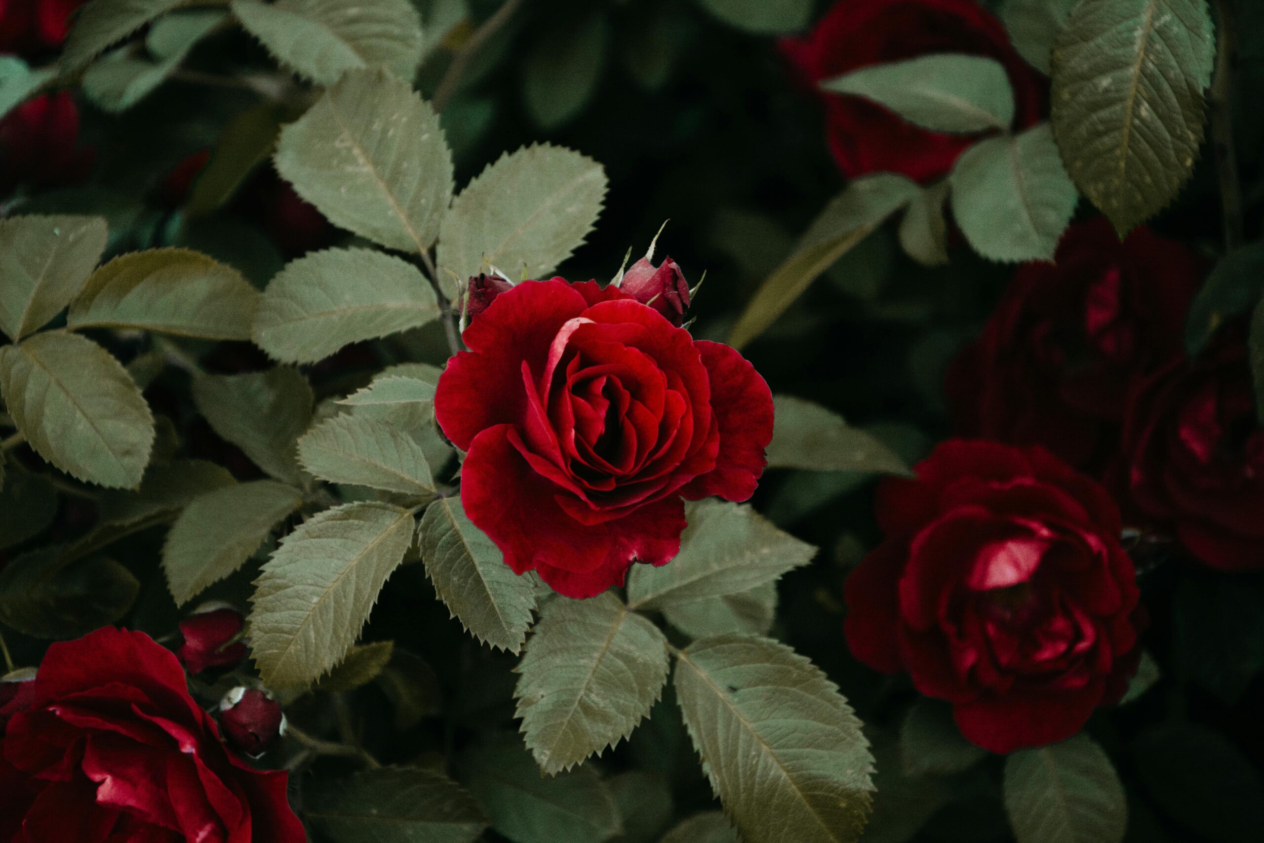 pexels-iriser-1233416